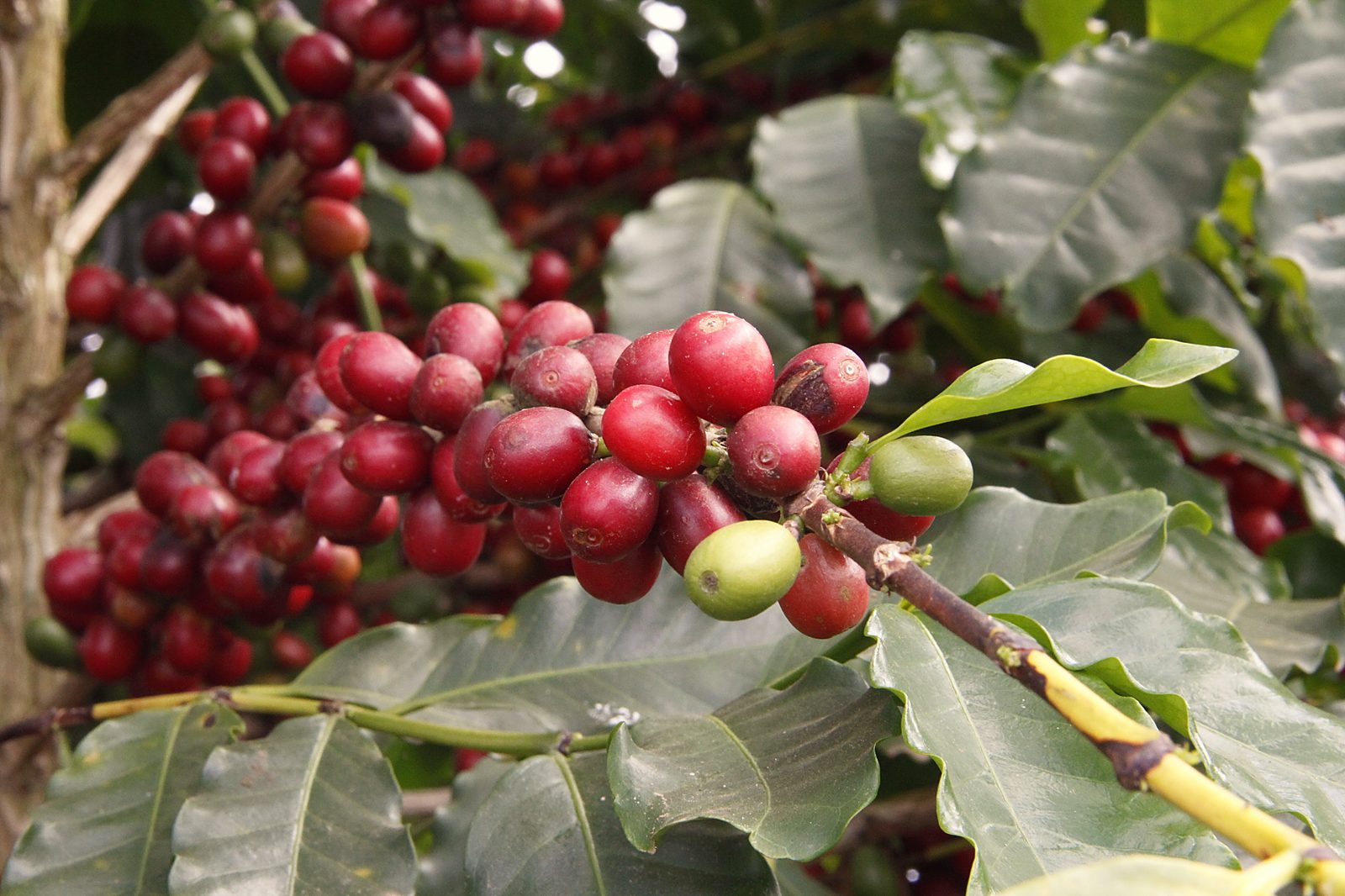Red coffee cherries