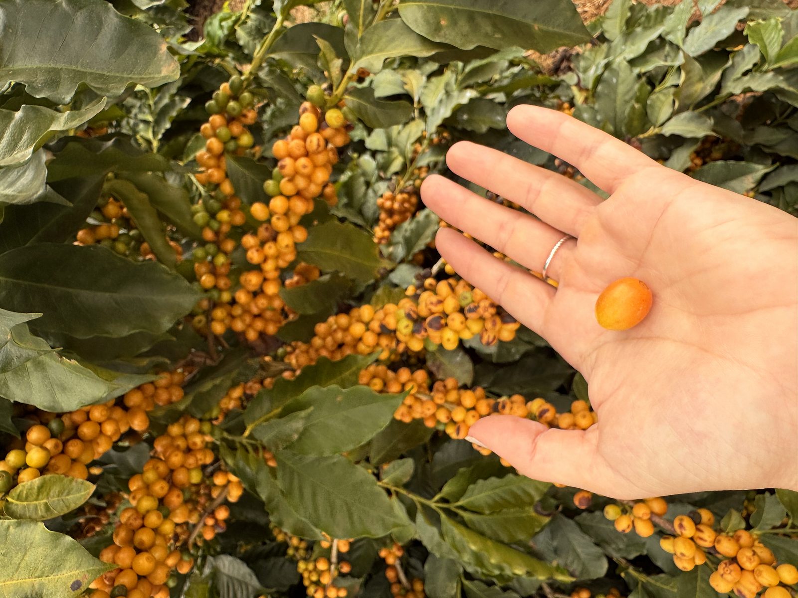 A hand holding a single ripe coffee cherry on a Brazilian farm